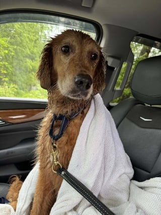 Illustration de l'article : Une chienne récemment adoptée saute de la voiture et disparaît pendant 32 jours, avant d'être sauvée grâce à des morceaux de saucisse