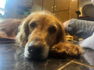 Illustration de l'article : Une chienne récemment adoptée saute de la voiture et disparaît pendant 32 jours, avant d'être sauvée grâce à des morceaux de saucisse