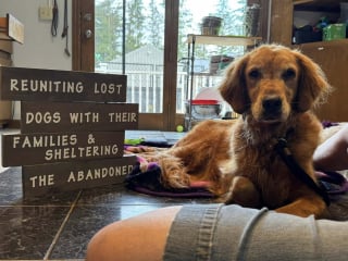 Illustration de l'article : Une chienne récemment adoptée saute de la voiture et disparaît pendant 32 jours, avant d'être sauvée grâce à des morceaux de saucisse