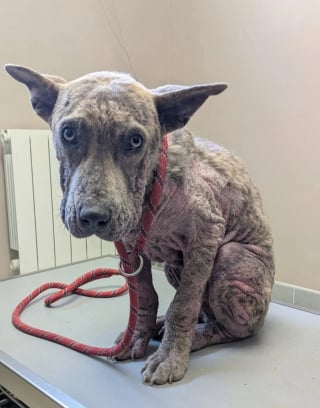 Illustration de l'article : Le propriétaire de ce chien cachectique et brisé le négligeait tellement qu'il ne lui a même pas donné de nom, mais une association est venue à son secours