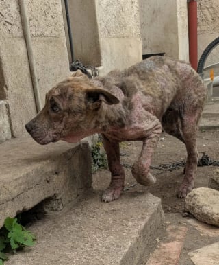 Illustration de l'article : Le propriétaire de ce chien cachectique et brisé le négligeait tellement qu'il ne lui a même pas donné de nom, mais une association est venue à son secours