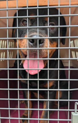 Illustration de l'article : Le propriétaire de ce chien cachectique et brisé le négligeait tellement qu'il ne lui a même pas donné de nom, mais une association est venue à son secours