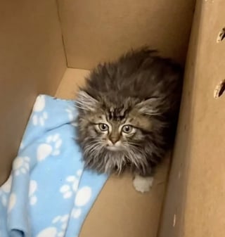 Illustration de l'article : Trouvée blessée au milieu des ordures, cette petite chatte a croisé la route d’un ange gardien et vit désormais sa meilleure vie