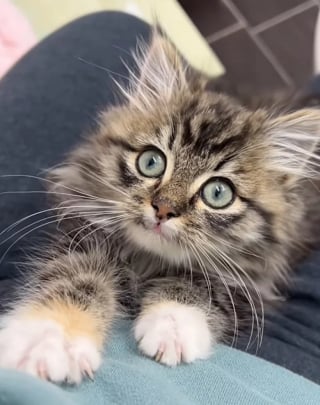 Illustration de l'article : Trouvée blessée au milieu des ordures, cette petite chatte a croisé la route d’un ange gardien et vit désormais sa meilleure vie