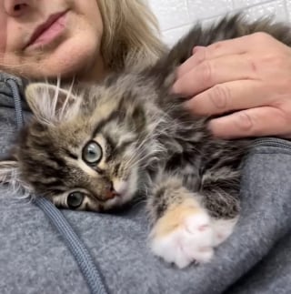 Illustration de l'article : Trouvée blessée au milieu des ordures, cette petite chatte a croisé la route d’un ange gardien et vit désormais sa meilleure vie