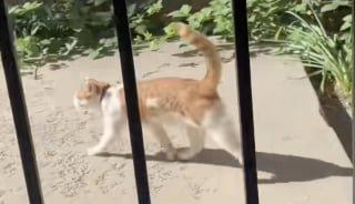 Illustration de l'article : En train de camper, un homme en deuil de son chien reçoit la visite quotidienne d’un adorable chat roux (vidéo)