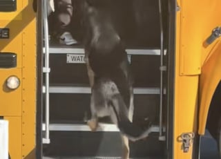 Illustration de l'article : Quand le bus arrive, ce Berger Allemand est toujours, prêt à accueillir son petit humain, saluer les enfants et leur chauffeur (vidéo)