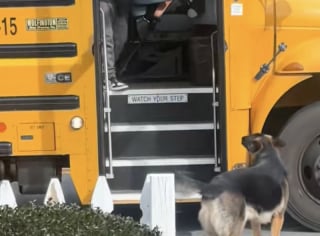 Illustration de l'article : Quand le bus arrive, ce Berger Allemand est toujours, prêt à accueillir son petit humain, saluer les enfants et leur chauffeur (vidéo)