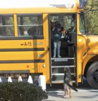 Illustration de l'article : Quand le bus arrive, ce Berger Allemand est toujours, prêt à accueillir son petit humain, saluer les enfants et leur chauffeur (vidéo)