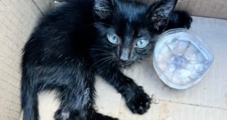 Illustration de l'article : Abandonné et trop faible pour marcher, ce chaton tente de se relever pour la première fois dans sa famille d’accueil (vidéo)