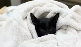 Illustration de l'article : Abandonné et trop faible pour marcher, ce chaton tente de se relever pour la première fois dans sa famille d’accueil (vidéo)