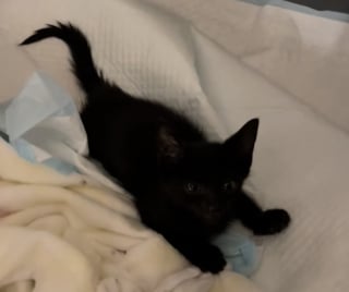 Illustration de l'article : Abandonné et trop faible pour marcher, ce chaton tente de se relever pour la première fois dans sa famille d’accueil (vidéo)
