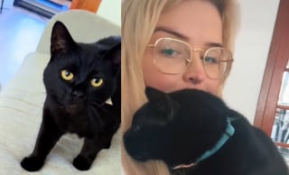 Illustration de l'article : A défaut de miauler, cette chatte victime de mauvais traitements sort enfin de son mutisme 5 mois après son adoption (vidéo)