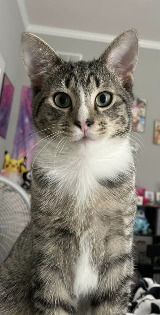 Illustration de l'article : Une femme n’aimait pas les chats, puis ce chaton perdu est sorti d’un buisson pour changer sa vie