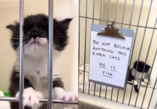 Illustration de l'article : Les pleurs de ce chaton pourtant entre de bonnes mains sont si déchirants que le vétérinaire a dû accrocher une note rassurante à son box (vidéo)
