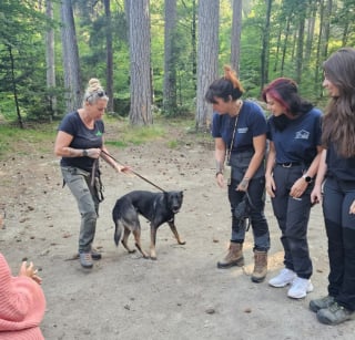 Illustration de l'article : Abandonné avec une muselière et un collier étrangleur en pleine forêt, ce chien a survécu 4 jours avant d’être sauvé par une battue solidaire