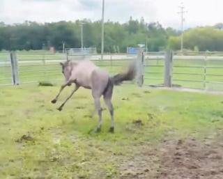 Illustration de l'article : Enfermé toute sa vie, ce cheval galope pour la première fois et découvre la sensation de liberté (vidéo)