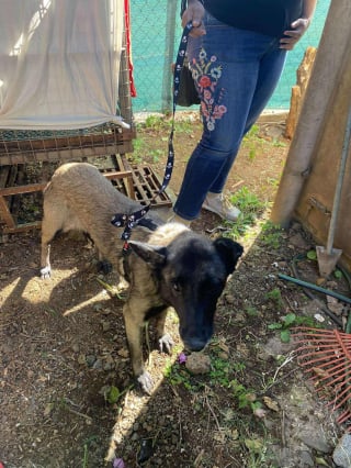 Illustration de l'article : Bien qu'ayant passé toute sa vie enfermée dans une étroite cage, cette chienne récemment secourue affiche une douceur exceptionnelle