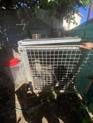 Illustration de l'article : Bien qu'ayant passé toute sa vie enfermée dans une étroite cage, cette chienne récemment secourue affiche une douceur exceptionnelle