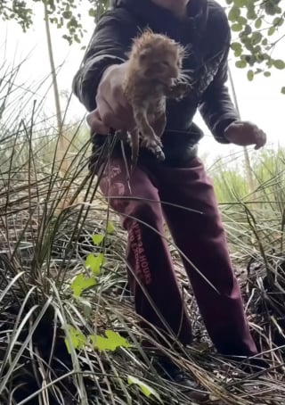 Illustration de l'article : En entendant des cris dans les buissons, il sauve 4 chatons et tente un pari fou avec sa propre chatte