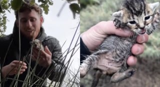 Illustration de l'article : En entendant des cris dans les buissons, il sauve 4 chatons et tente un pari fou avec sa propre chatte