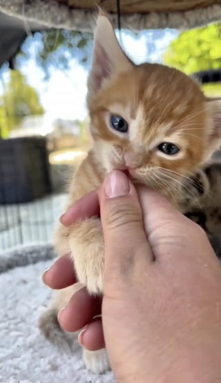 Illustration de l'article : En entendant des cris dans les buissons, il sauve 4 chatons et tente un pari fou avec sa propre chatte