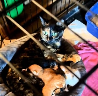 Illustration de l'article : En entendant des cris dans les buissons, il sauve 4 chatons et tente un pari fou avec sa propre chatte
