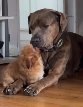 Illustration de l'article : Ce Pitbull adulte attendrit tout le monde par sa patience et sa douceur face à ses remuantes petites sœurs Shih Tzu (vidéo)