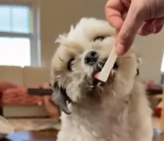 Illustration de l'article : Une petsitter bouleversée par la combattivité d’une petit chien de 15 ans sourd et aveugle ayant surmonté 2 cancers (vidéo)