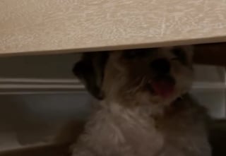 Illustration de l'article : Une petsitter bouleversée par la combattivité d’une petit chien de 15 ans sourd et aveugle ayant surmonté 2 cancers (vidéo)