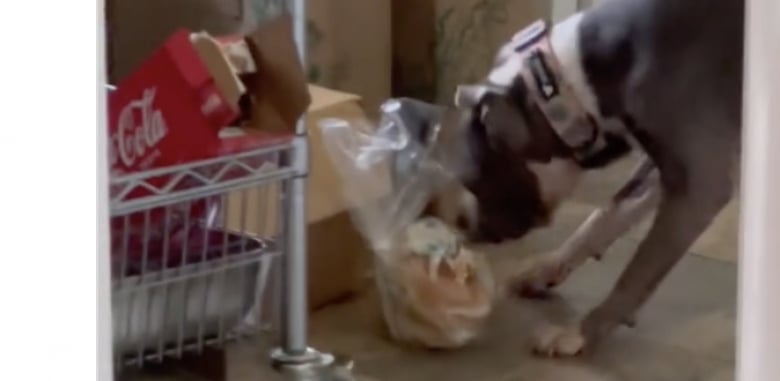 Illustration de l'article : La bêtise adorable de cette chienne souffrant d’arthrose est en réalité un geste important pour sa mère d’accueil (vidéo)