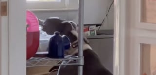 Illustration de l'article : Après des semaines de silence, cette chienne souffrant d’arthrose surprend sa famille d’accueil avec une bêtise pleine de sens