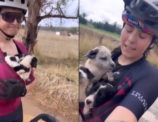 Illustration de l'article : Pour sauver 6 chiots errants découverts sur la route, ces cyclistes les cachent dans leurs maillots et pédalent 20 km (vidéo)