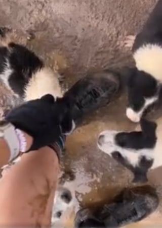 Illustration de l'article : Pour sauver 6 chiots errants découverts sur la route, ces cyclistes les cachent dans leurs maillots et pédalent 20 km (vidéo)