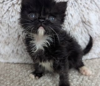 Illustration de l'article : Ils pensaient sauver deux sœurs, mais découvrent que l’un d’eux est un chaton rare aux allures de miraculé (vidéo)