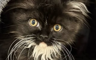 Illustration de l'article : Ils pensaient sauver deux sœurs, mais découvrent que l’un d’eux est un chaton rare aux allures de miraculé (vidéo)