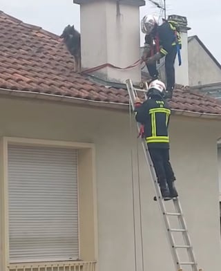 Illustration de l'article : Lassé de vivre dans l’insalubrité, ce chien s’échappe par le toit et s'y retrouve coincé jusqu'à l'intervention des secours (vidéo)