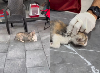 Illustration de l'article : Son chaton souffre, cette chatte errante marche droit vers la clinique vétérinaire pour le sauver (vidéo)