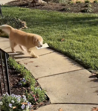 Illustration de l'article : Ce Golden Retriever malvoyant arbore son plus joli sourire pour apporter le courrier du jour à son propriétaire (vidéo)