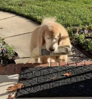 Illustration de l'article : Ce Golden Retriever malvoyant arbore son plus joli sourire pour apporter le courrier du jour à son propriétaire (vidéo)
