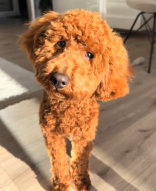 Illustration de l'article : En vacances avec son chien, elle filme un moment adorable au bord de la piscine et décide de ne plus jamais partir sans lui (vidéo)