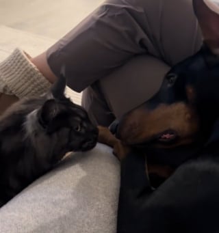 Illustration de l'article : Ce Maine Coon au caractère bien trempé impose ses règles à la maison et le chien n’a pas son mot à dire (vidéo)