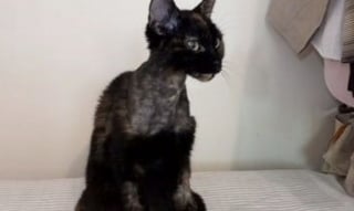 Illustration de l'article : Après l’attaque d’un chien, une chatte subit une lourde intervention et espère se relever de ses graves atteintes neurologiques