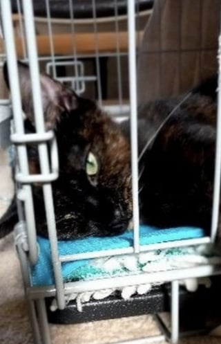 Illustration de l'article : Après l’attaque d’un chien, une chatte subit une lourde intervention et espère se relever de ses graves atteintes neurologiques
