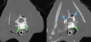 Illustration de l'article : Après l’attaque d’un chien, une chatte subit une lourde intervention et espère se relever de ses graves atteintes neurologiques