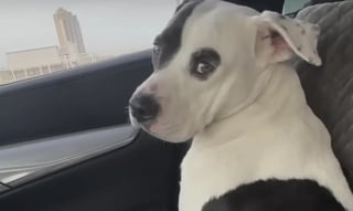 Illustration de l'article : Abandonnée dans un entrepôt, cette chienne a dépensé toute son énergie pour nourrir son chiot avant d’être enfin accompagnée (vidéo)