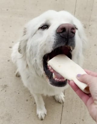 Illustration de l'article : Un Chien de montagne des Pyrénées prend la fuite à minuit et parcourt 8 kilomètres pour aller manger le petit-déjeuner dont il rêve 