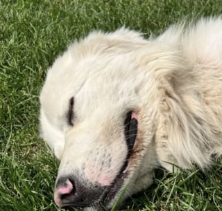 Illustration de l'article : Un Chien de montagne des Pyrénées prend la fuite à minuit et parcourt 8 kilomètres pour aller manger le petit-déjeuner dont il rêve 