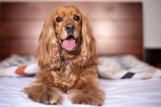 Illustration de l'article : Grâce à ses aboiements, une chienne héroïque évite le pire à ses maîtres menacés par les flammes