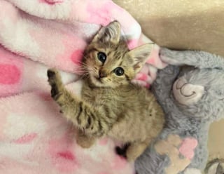 Illustration de l'article : Ce chaton hurlait dans un égout alors qu’un orage arrivait, ils ont tout risqué pour le sauver à temps
